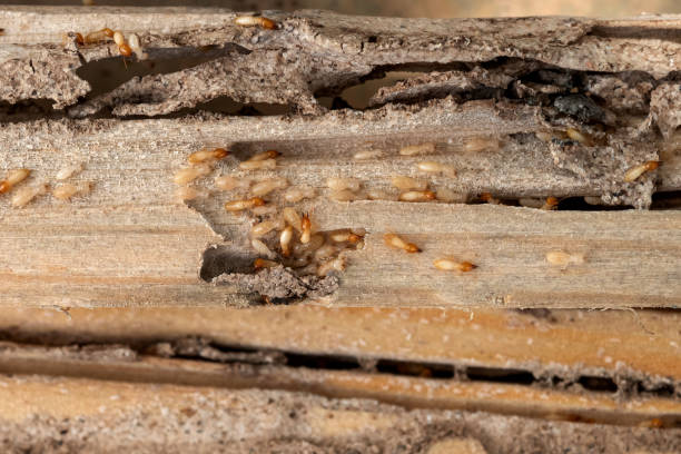 Best Affordable Pest Control Services  in Deep River Center, CT