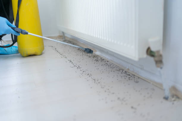Flea Control Services in Deep River Center, CT